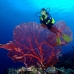 seafan_jk_v_0705_png0684.jpg